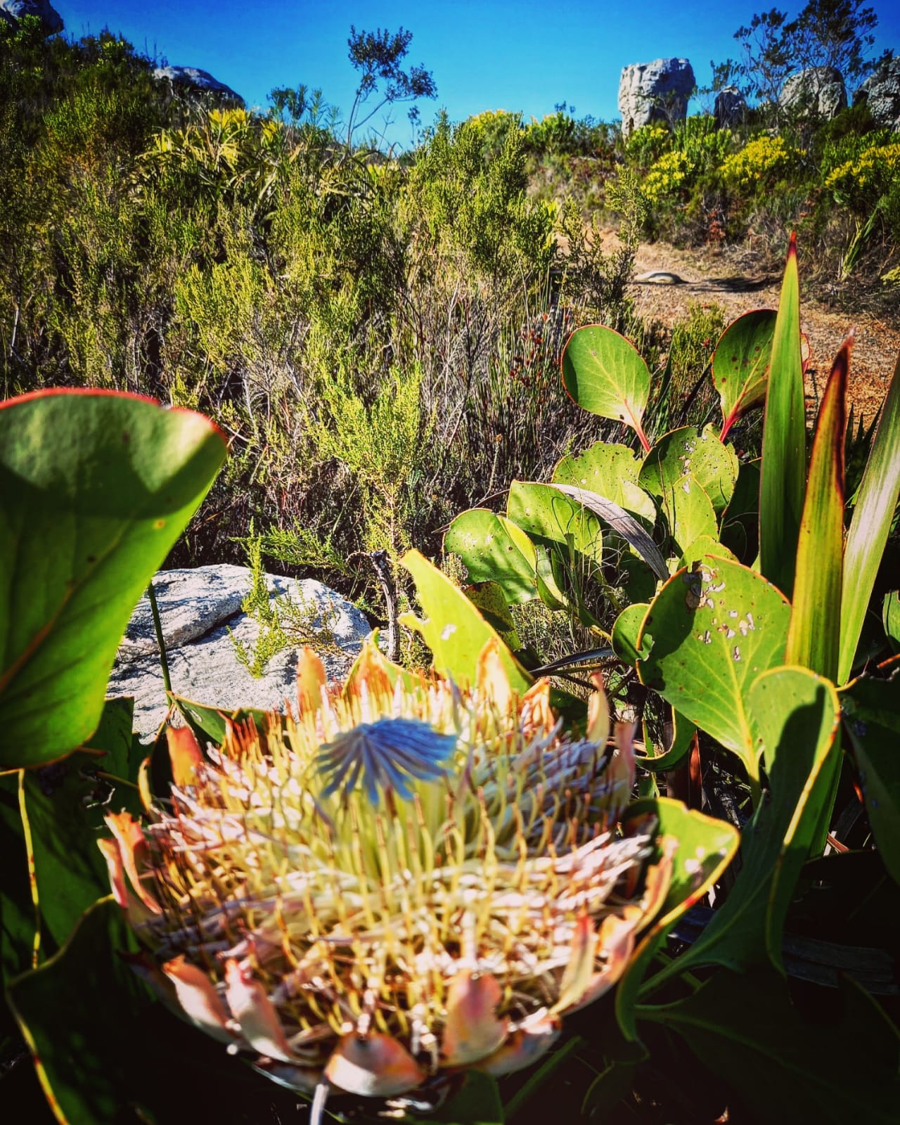 Protea View